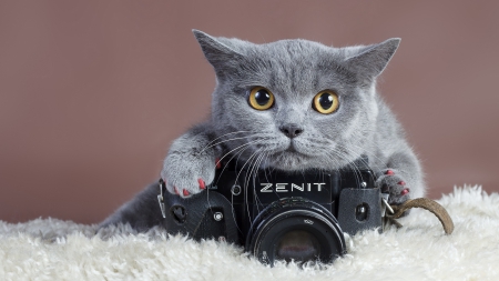 Gray-cat-with-camera - foto, pisica, camera, de marca