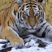 Tiger-in-snow