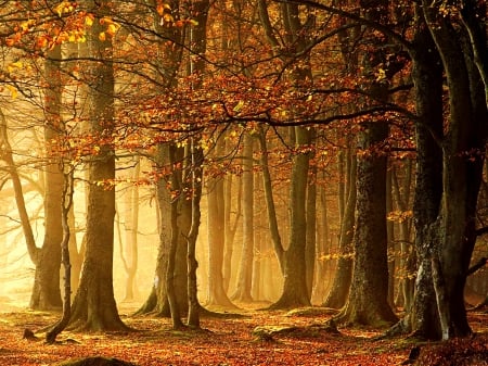 AUTUMN FOREST