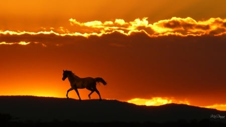 Horse in Horizon - clouds, horizon, hills, sunrise, pasture, horse, sunset, fire, sky