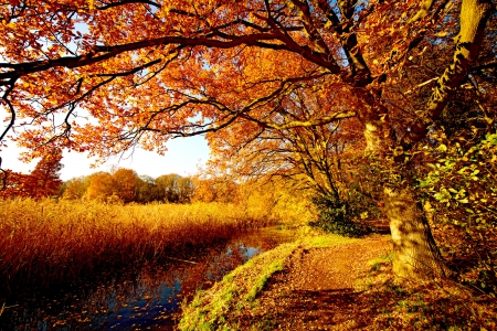 AUTUMN - forest, nature, creek, autumn