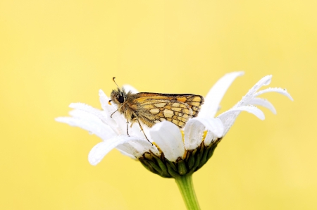 *** Butterfly *** - flowers, animal, butterfly, animals