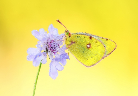 *** Butterfly *** - flower, animal, butterfly, animals