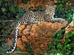 Leopard Relaxing on a Rock