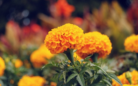 *** Marigold *** - flowers, marigold, flower, nature