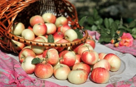 *** APPLES IN BASKET *** - fresh, apples, fruits, basket, nature