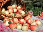 *** APPLES IN BASKET ***