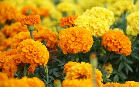 *** MARIGOLDS *** - flowers, flower, marigold, nature