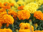 *** MARIGOLDS ***