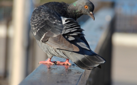 *** PIGEON *** - animal, animals, pigeon, birds