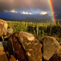 Saguaro National Park, Arizona