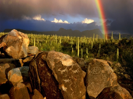 Saguaro National Park, Arizona