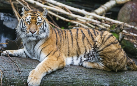 *** WILD CAT - TIGER *** - animal, animals, tiger, cat, wild