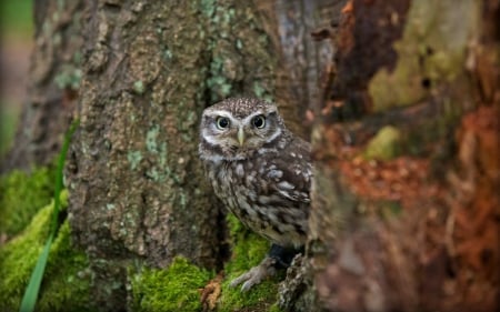 *** OWL *** - animal, owl, animals, birds