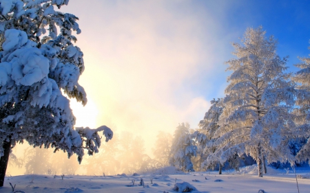 *** WINTER *** - winter, nature, trees, snow