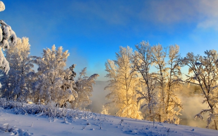 *** WINTER TIME *** - nature, landscape, trees, snow, winter