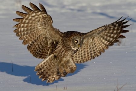 *** OWL *** - animal, owl, animals, birds