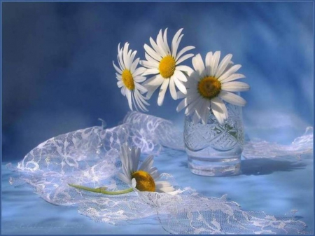 Still life - flowers, daisies, nature, soft