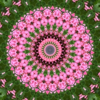 Pink flowers mandala