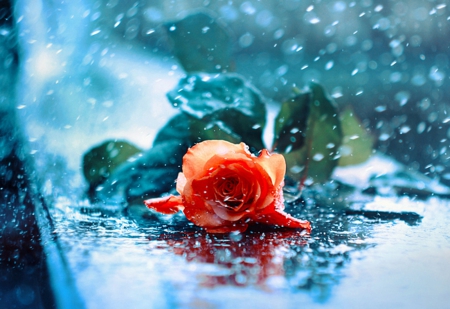 Rose - red, flower, rose, rain