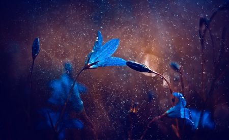 Bells - bells, blue, flower, rain