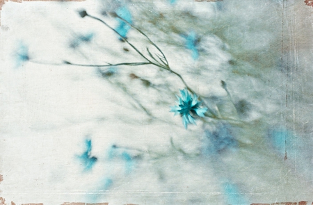 Blue - flowers, texture, blue, flower