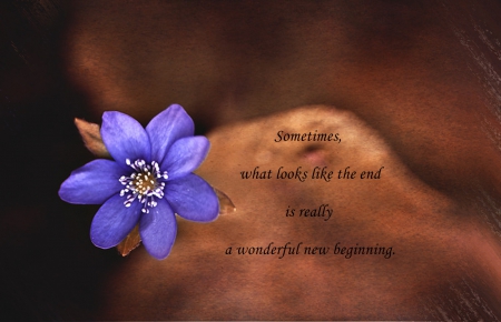 Sometimes... - abstract, blue, flowers, words, flower