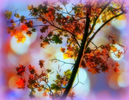 ✫Magical Leaves Fall✫ - trees, Autumn, creative pre-made, beautiful, photography, colors, fall season, cool, magical, sunsets, leaves, stunning, splendid, nature, plants, love four seasons