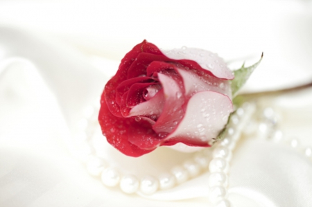 *A Rose for (Beautiful-Life)* - one, unique, red rose, pearls, soft, rose, beauty, lovely