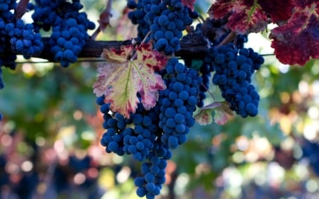 Grapes - grapes, food, vine, fruits