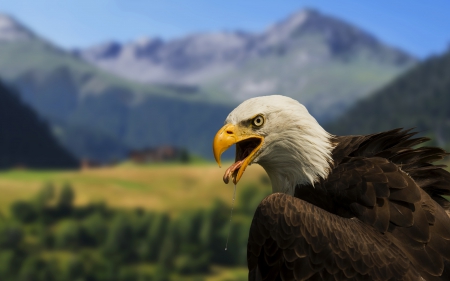 Bald Eagle - trees, nature, lake, mountains, raptor