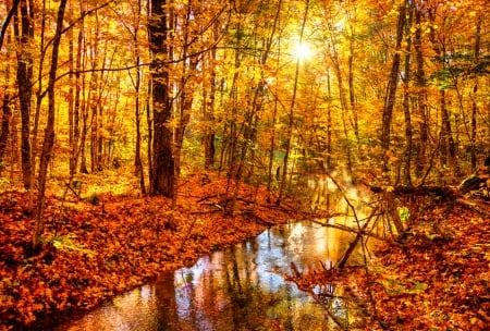 Forest fire - Fall - yellow, faded, forest, leaves, fire, red, rusty, color, other, sun, carpet, trees, water, fall, river, nature, season, day