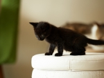 *** BLACK KITTEN ***