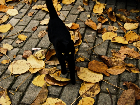 Black Kitty - black cat, beautiful, photography, leaves, fall, black, autumn, cute, leaf