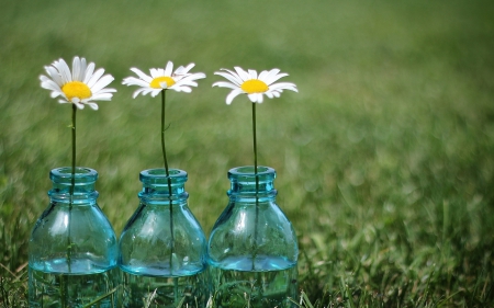 *** DAISIES *** - still, nature, life, flowers, flower