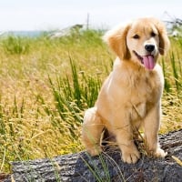 *** GOLDEN RETRIEVER PUPPY ***