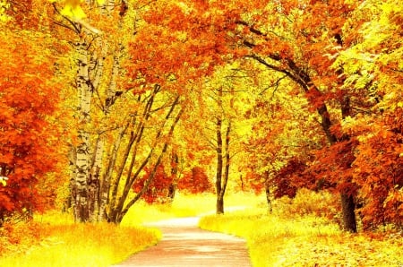 Aspens at Fall - path, colors, leaves, autumn