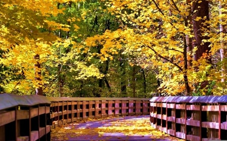 Forest Bridge - fall, sunlight, trees, wooden, autumn, leaves