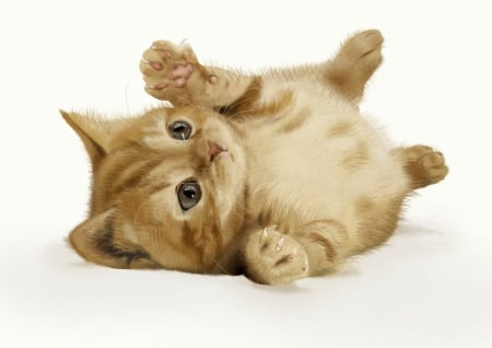 Playful kitten - cute, kitten, cat, play, paw