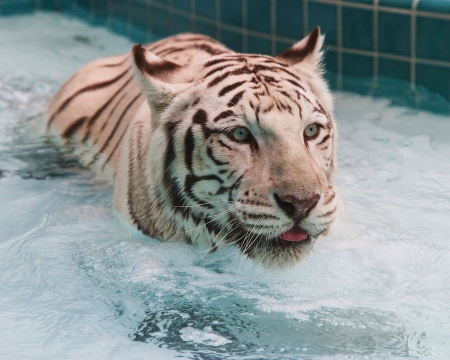 Tiger in Bathtub - white, bathing, water, eyes