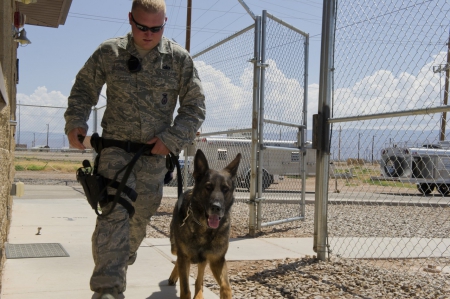 German shepherd - police, war, dog, german shepherd