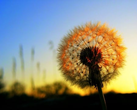 Dandelion