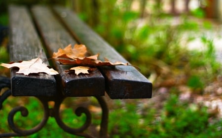 Autumn Leaves - bokeh, splendor, grass, leaves, fall, nature, autumn, green, bench, autumn leaves