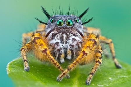 *** SPIDER *** - ugly, animal, animals, spider