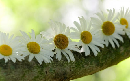 *** Daisies *** - flowers, daisies, flower, nature