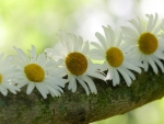 *** Daisies ***