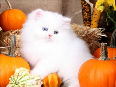 ♥~Harvest Kitty~♥ - harvest, precious, fall, playful, pumkins, white kitten, autumn, cute, adorable