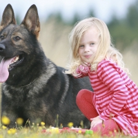 german shepherd