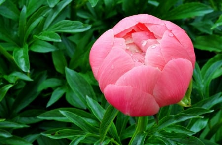 Wet pink flower - pretty, lonely, summer, grass, pink, leaves, garden, nice, water, beautiful, drops, wet, lovely, flower, nature, single, park