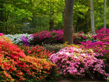 Park flowers - summer, forest, path, pretty, alley, greenery, beauty, beautiful, grass, garden, nice, lovely, trees, nature, park, colorful